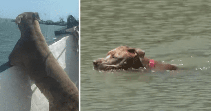 Skillful Dog Swims Several Miles After Falling Off A Boat