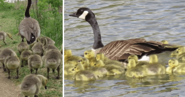 Impressive Mama Goose Is Seen Taking Care Of 47 Goslings