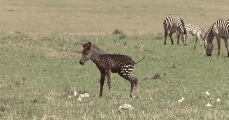 Baby Zebra Has Polka Dots Instead Of Striped Fur Pattern