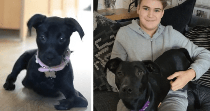 Puppy With Six Legs Gets Adopted By Bullied Teenager