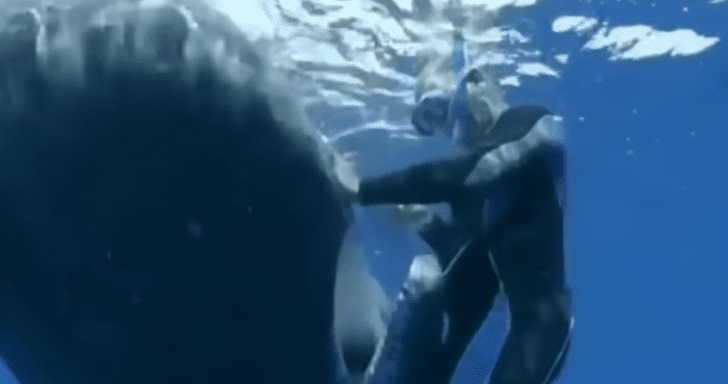 Discomforted Sperm Whale Asks Diver To Remove Hook From Her