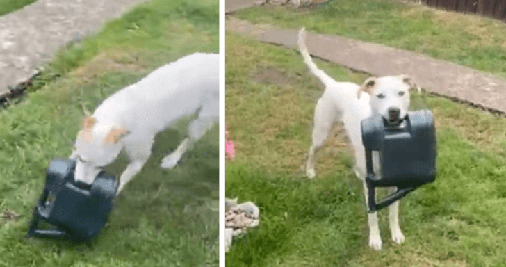 Mischievous Dog Steals Owner’s Watering Can