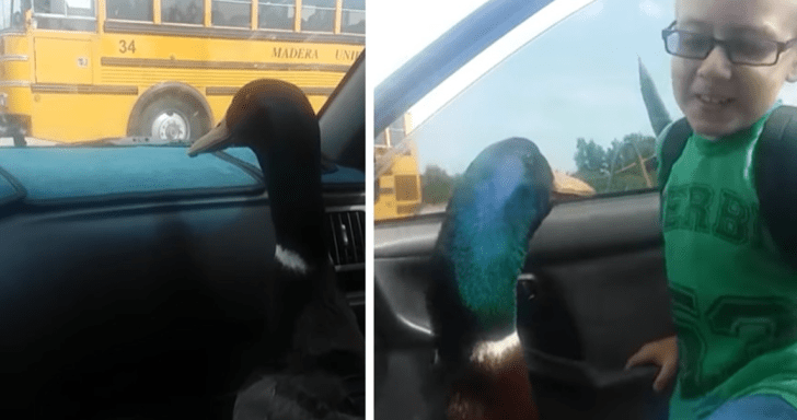Domesticated Duck Waits For His Friend To Come Home From School