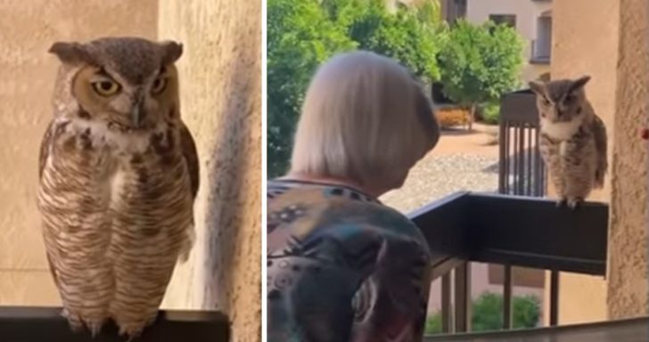 98-Year-Old Grandma Has A Regular Owl Visitor