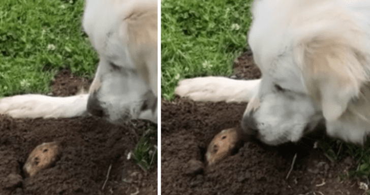 Sweet Gopher Pops Out Of Hole And Kisses Curious Dog