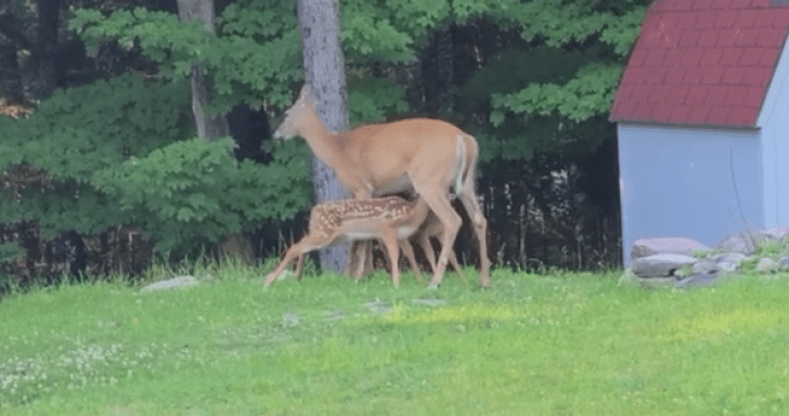 Twin Fawns Enjoy Morning Feeding Time