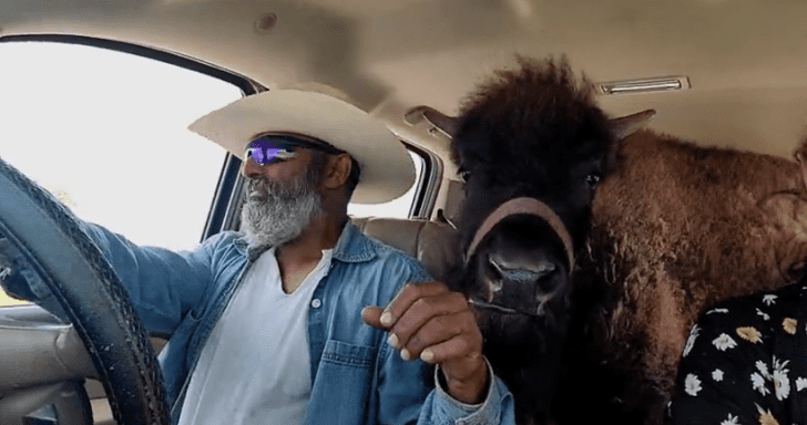 Delightful Baby Bison Goes For A Car Ride