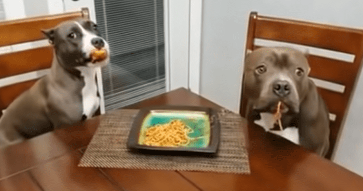 Sneaky Doggos Are Found Eating Dad’s Spaghetti