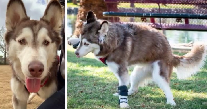 Husky With Disability Enjoys Playtime