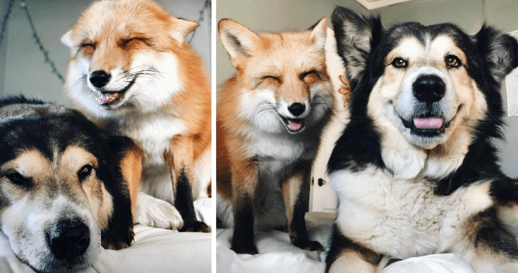Rescue Dog Becomes Best Friends With Domesticated Fox