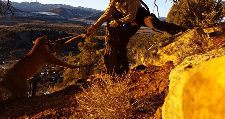 Rescuer Frees Mountain Lion Stuck In Trap