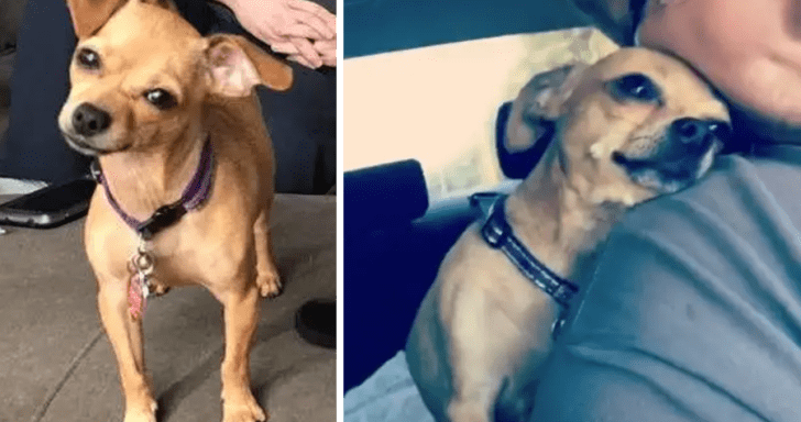 Jealous Chihuahua Lets Mom Know That Her Husband Belongs To Her