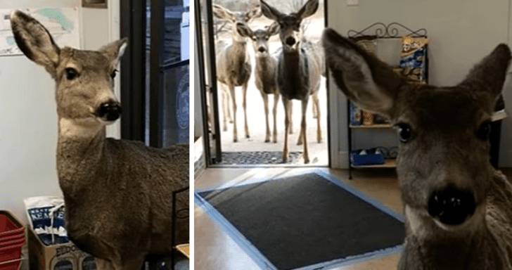 Curious Deer Visits Gift Shop Then Comes Back Later With Her Family