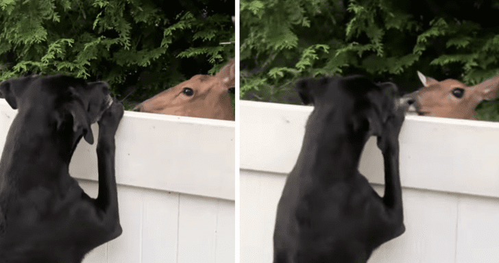 Curious Deer Becomes Friends With Dog Over Fence