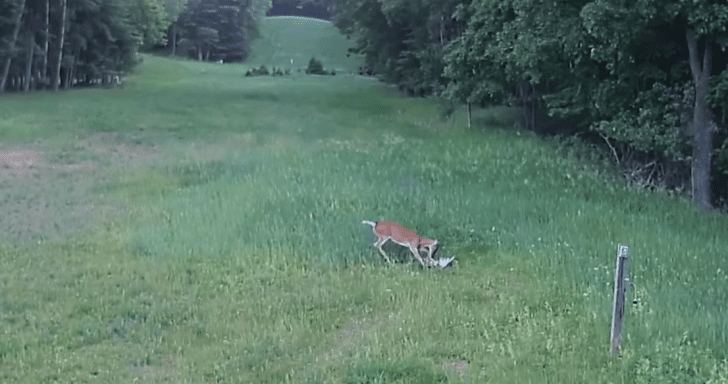 Feisty Deer Swoops In To Rescue Bunny From Hawk