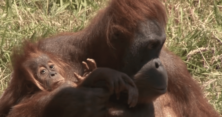 Proud Mama Orangutan Holds Her Newborn Baby To The Camera