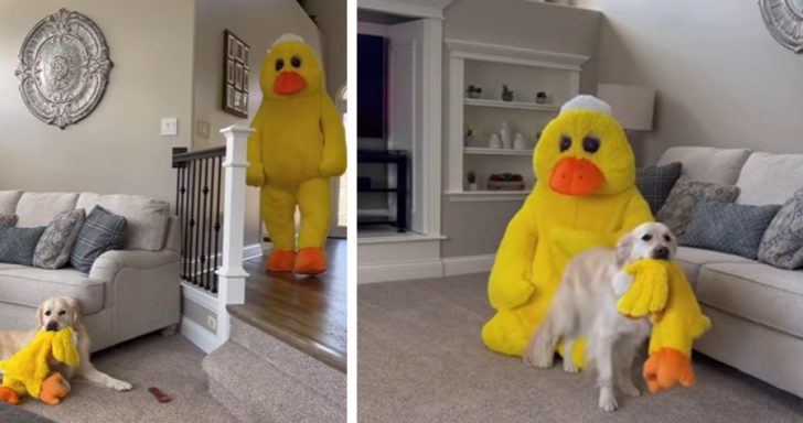 Owners Surprise Golden Retriever With His Favorite Toy As Mascot