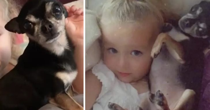 Senior Chihuahua Hates Kids Until He Makes An Exception