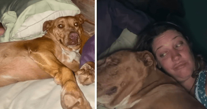 Woman Wakes Up To Someone Else’s Dog Sleeping In Her Bed