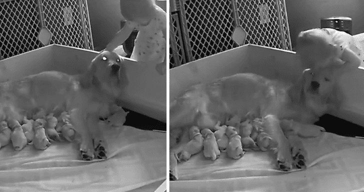 Sweet Toddler Gives Nursing Dog Some Kisses