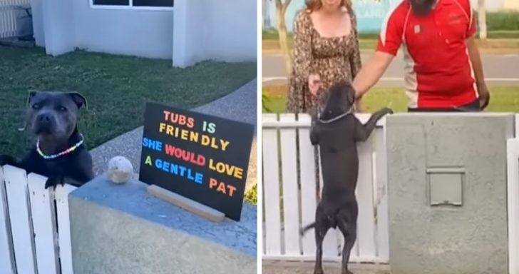 Dog Owner Puts Up A Sign So People Can Pet Her Staffordshire Bull Terrier