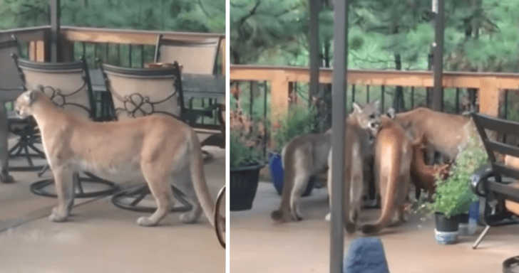 Pack Of Mountain Lions Stroll Around A Residential Area