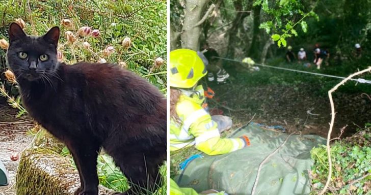 Smart Cat Keeps Meowing Until His Owner Is Rescued