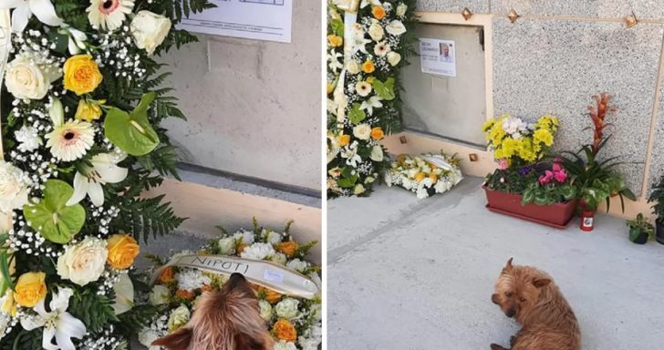 Lonely Dog Visits Former Owner’s Grave Every Day
