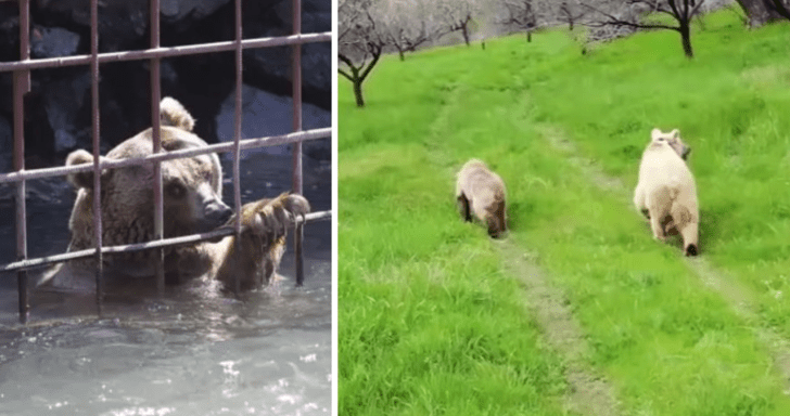 Two Bears Are Set Free From Flooded Cage After 10 Years