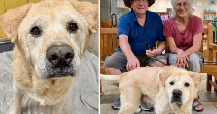 Senior Dog Finds Forever Home After Being Returned Seven Times
