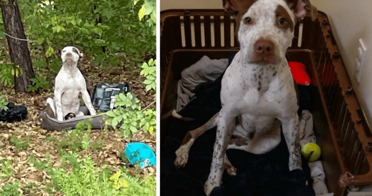 Abandoned Puppy With Broken Leg Gets The Treatment He Needs