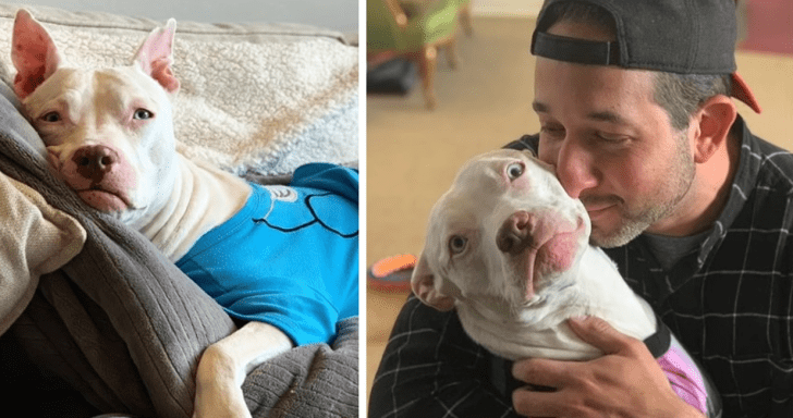 Rehomed Deaf Dog Can’t Believe She Has A Loving Family Once Again