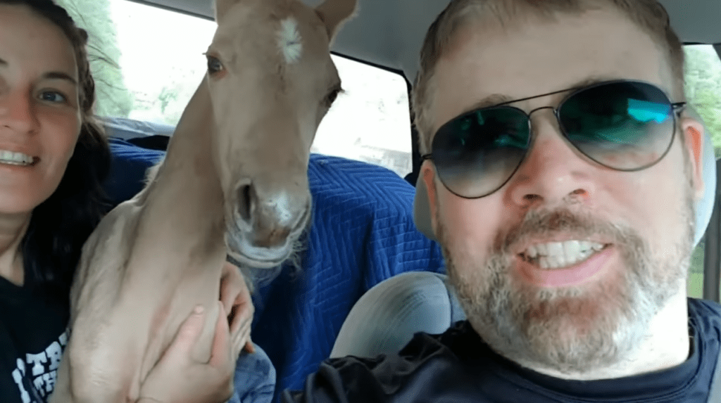 Animal-Loving Couple Rescues Abandoned Foal | MetaSpoon