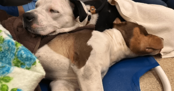 Heartbroken Dog Says Goodbye To Her Friend After A Highway Incident