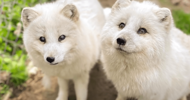 Senior Arctic Fox Gets Rescued After Being Dumped In Dog Shelter