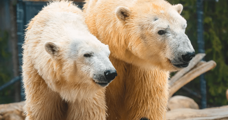 Polar Bear Mom Gives Birth To Twins At A Zoo