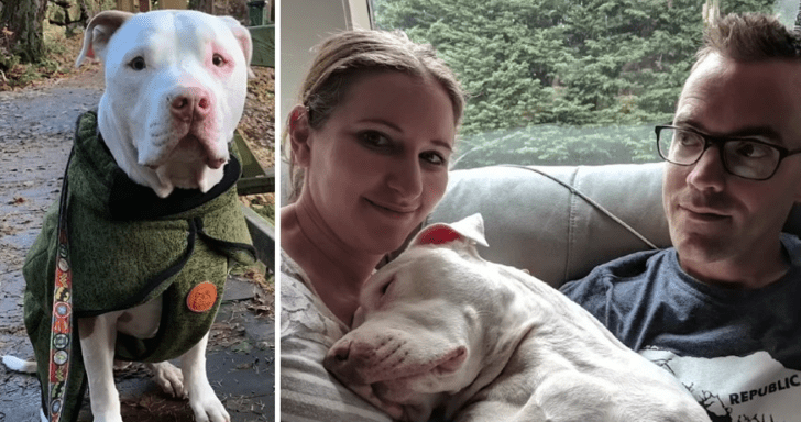 Sweet Rescue Dog Loves Lying On The Couch With Layers Of Blankets Wrapped Around...