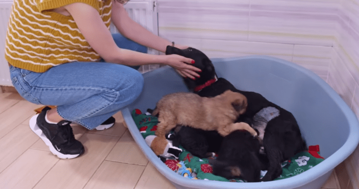 Stray Mama Dog Reunites With Her Puppies With The Help Of Animal Rescuers