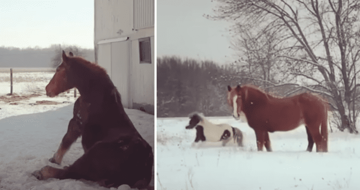 Lonely Horse Spent Her Final Year Making A New Friend