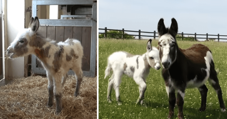Lonely Baby Donkey Gets Adopted By A Loving Mare At The Sanctuary
