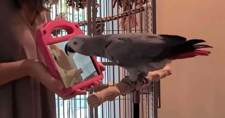 Pet Parrots Learn How To Video Call Through A Scientific Experiment