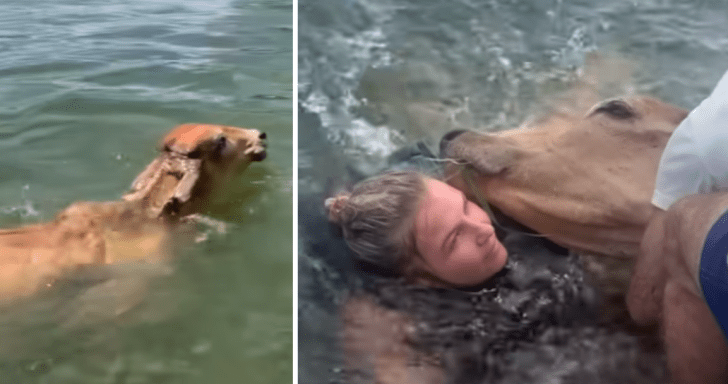 Group Of Friends Saves Cow From Drowning In The Lake