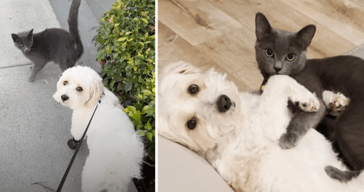 Clingy Stray Cat Wants To Be Adopted By Woman And Her Dog