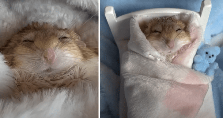 Tiny Adorable Gerbil Loves Cuddling Up For Nap Time
