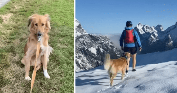 Dog Born In Desert Loves Playing In The Snow With His New Family