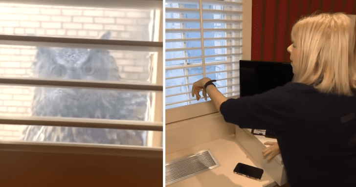 Famous Owl Hangs Out On Playwright’s Apartment Windowsill