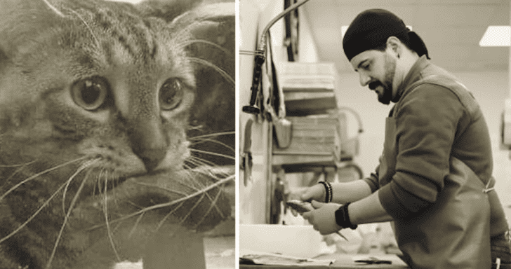 Shop Owner Gets New Customer When Stray Cat Tries To Buy Fish With A Leaf