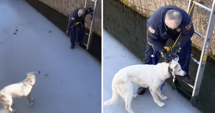 Skillful Firefighter Rescues Husky Trapped On Ice