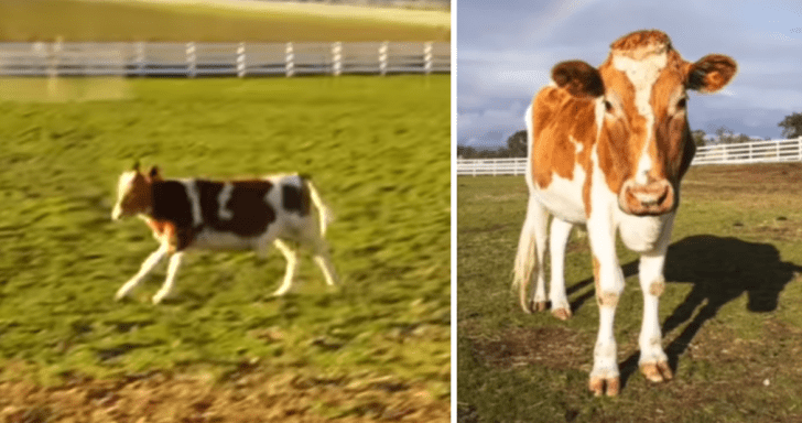 Rescued Petting Zoo Cow Adjusts To New Life Of Freedom