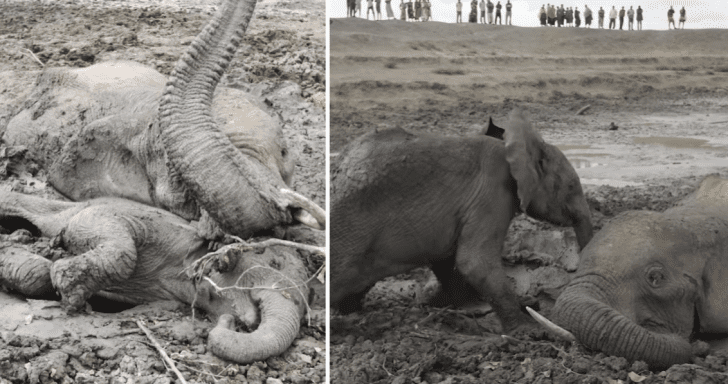 Baby Elephant Makes Sure Momma Elephant Makes It Out Of The Mud Too
